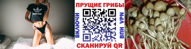Псилоцибиновые грибы мицелий  продажа наркотиков  Зверево 